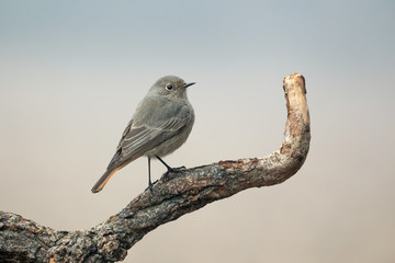 Codirosso spazzacamino femmina (Phoenicurus phoenicurus)