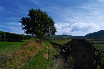 Weinberge Reben
