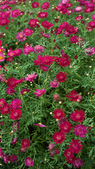 colourful cosmos flower field