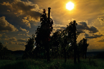 Weinberge Reben