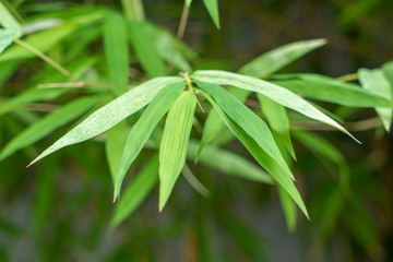 green leaves on background