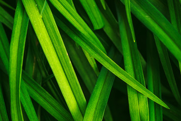 Natural vivid shiny green grass close-up with copy space. Pure, pleasant, rich greenery with small defects in macro. Background from green textured imperfect plants. Unideal diagonal pleasant grass.