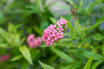 flowers in the garden