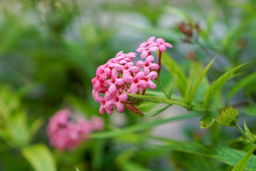 pink flower