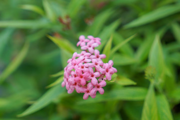 Fototapeta premium flower in the garden
