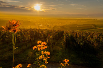 Weinberge Reben