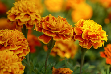 yellow flowers in the garden