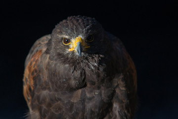rapace