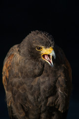 rapace
