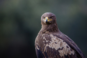 rapace