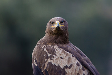 rapace