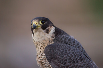 rapace