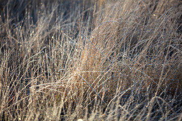 Fototapeta premium Dry grass in the morning at sunrise