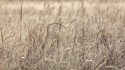 Fototapeta premium Dry grass in the morning at sunrise