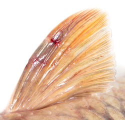 Fin fish carp isolated on white background
