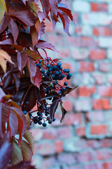 Wild grape on a brick wall