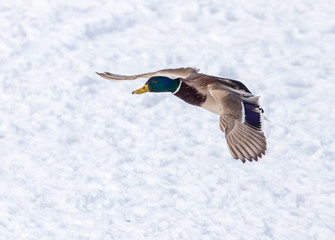 Duck in flight over white snow in winter