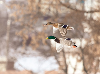 Ducks in flight over the city streets
