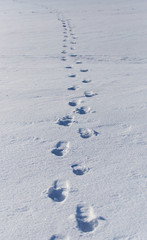 Human footprints on white snow as a background