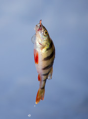 Perch caught on a bait with ice in winter