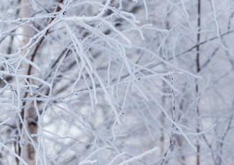 Frozen branches on a tree in the forest in winter