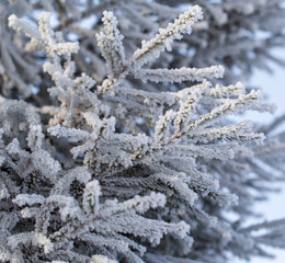Frozen branches on a pine in the forest in winter