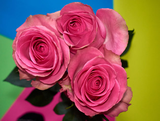 Roses on the geometric background copy space