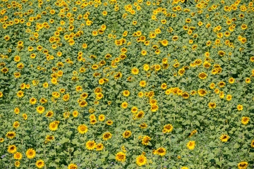 Sunflowers - helianthus-annuus - Sunflower-field
