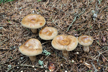 Paxillus involutus, commonly known as the brown roll-rim, common roll-rim, or poison pax, a deadly poisonous mushroom
