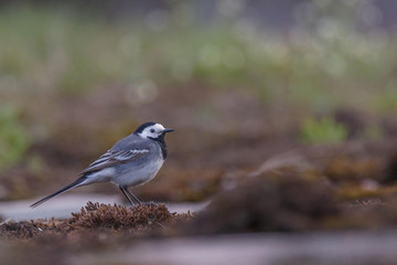 white wagtail