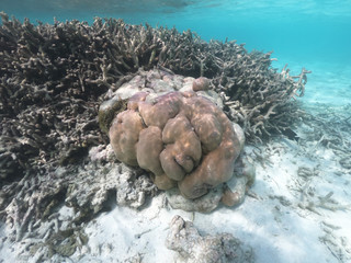 Underwater coral reef and fish in Indian Ocean, Maldives. Tropical clear turquoise water