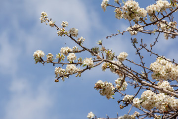 flowers in spring