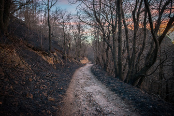 Naklejka premium burned forest with black ashes and a trail in the middle 