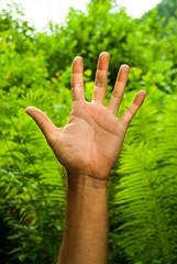 Open hand with ferns as a background