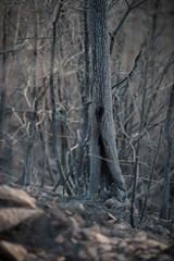 burned trees in the forest at the sunset