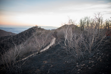 burned forest with black ashes and a trail in the middle 