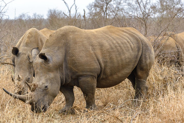 Naklejka premium White rhinoceros in Hlane Royal National Park, Swaziland