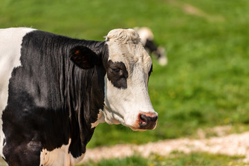 Portrait of a cow on a green pasture