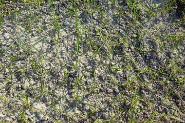 Close-up of growing green onion plantation in the vegetable garden