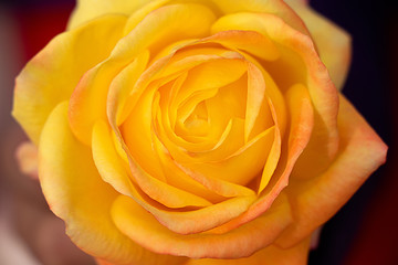 Yellow rose closeup top view