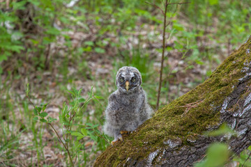 bearded tawny owl on a tree