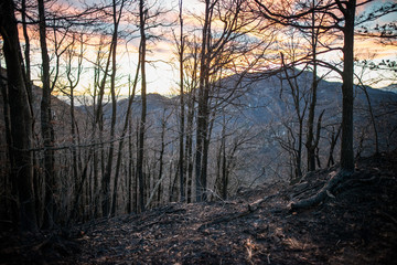 Fototapeta na wymiar burned trees in the forest at the sunset
