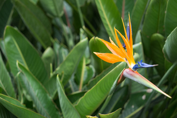 Fototapeta na wymiar Strelitzia Reginae flower closeup (bird of paradise flower)