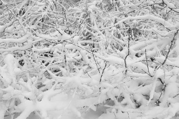 Bush covered with snow. Snow drifts. Winter park in the snow.