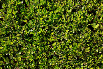 Obraz premium Green bush for background