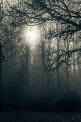 forest in fog