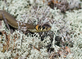 grass snake in spring