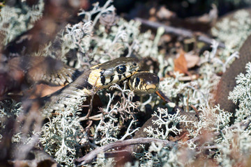 grass snake in spring