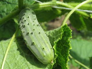 Cucumber ripening on the branch. Growing of cucumbers in summer