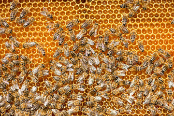 close up of bees on honeycomb in apiary